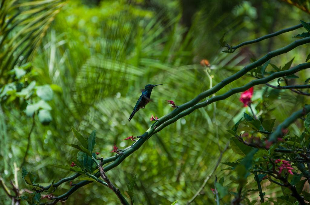 Pousada Vovo Alice Serra do Cipo National Park Екстер'єр фото